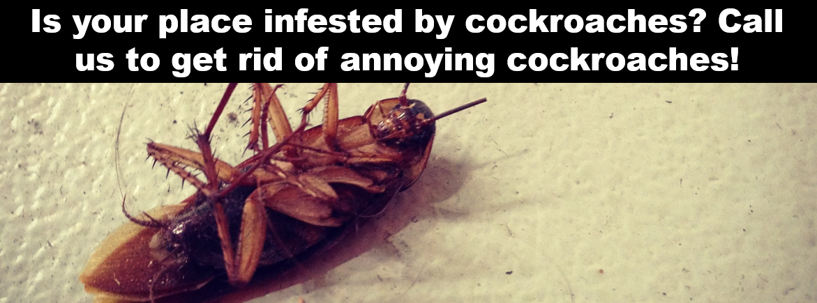 Cockroaches banner